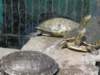 turtles_small.jpg